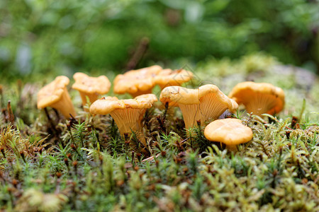 绿色苔藓中的黄色鸡油菌群图片