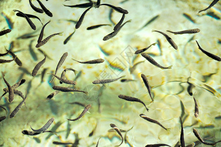 孵化场的鱼群背景图片
