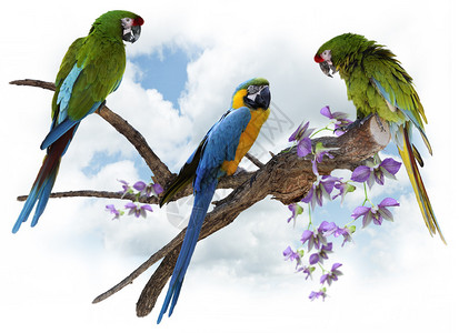 色彩多的MacawParrots在高清图片
