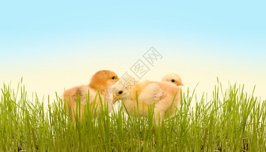 青草中的三只春鸡图片