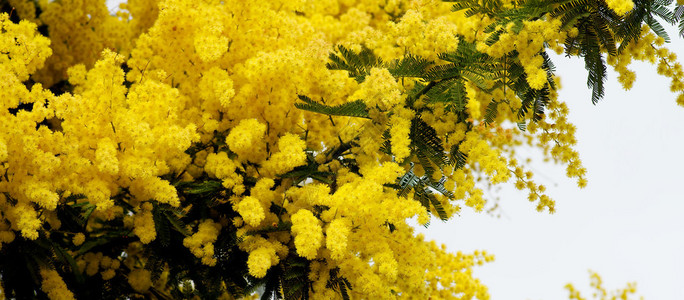 黄色花朵鲜花蜜摩莎与叶子在云图片