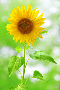 绿色背景上的向日葵背景图片