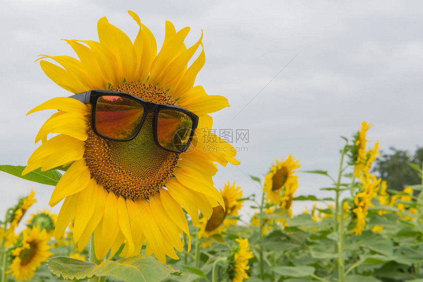 向日葵花园里盛开的向日葵太阳镜图片