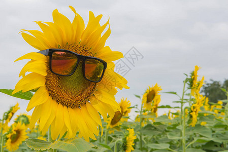向日葵花园里盛开的向日葵太阳镜图片