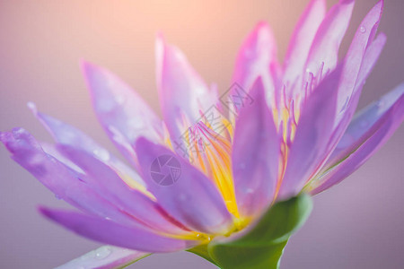 紫色莲花的外观是佛教的美丽的象征图片