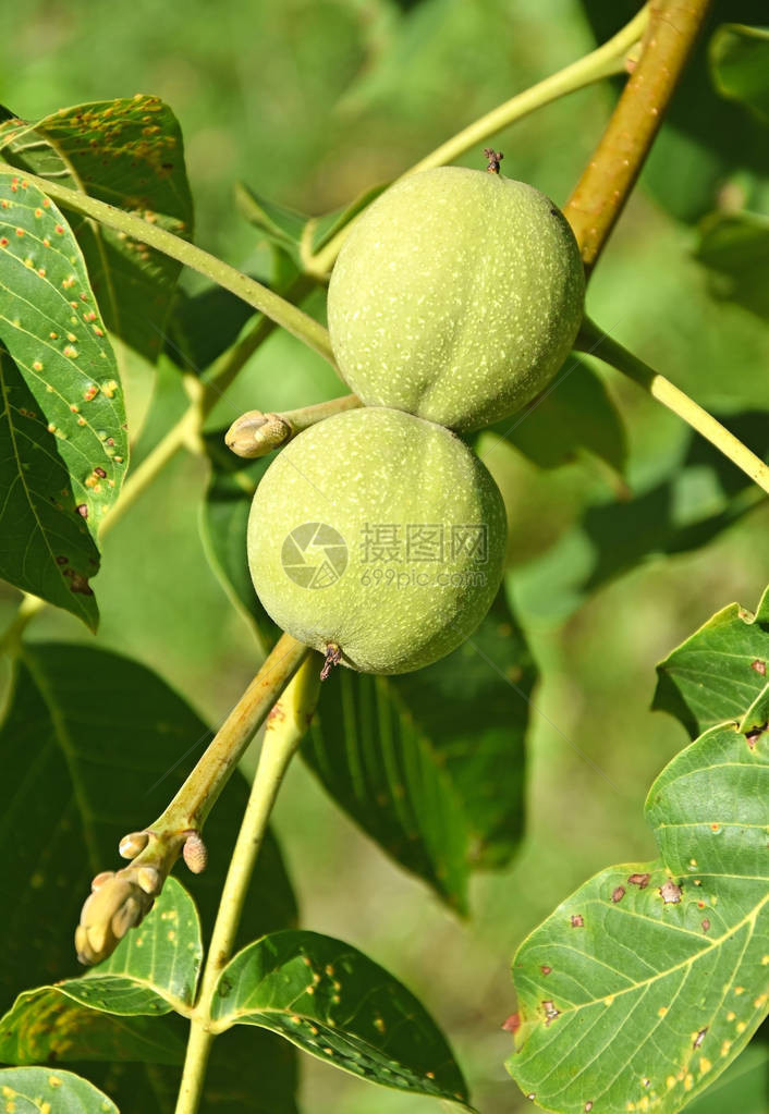 一棵核桃树的叶子在夏天图片