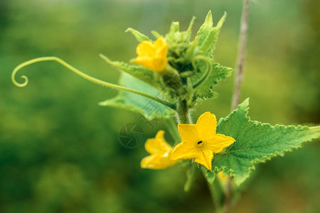 花园里开花的灌木黄瓜特写图片