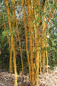 黄竹生长在印度图片