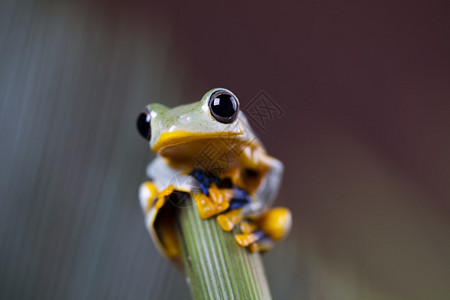 坐在茎顶部的绿色树蛙图片