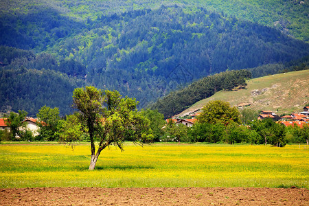 保加利亚村庄附近的田园夏季景观图片
