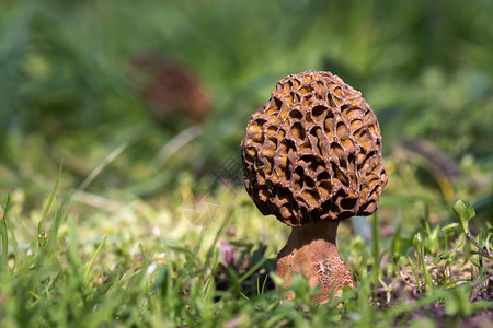 草原上的棕色蘑菇Morchellaescurenta图片