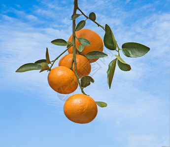 树枝上的橘子背景图片