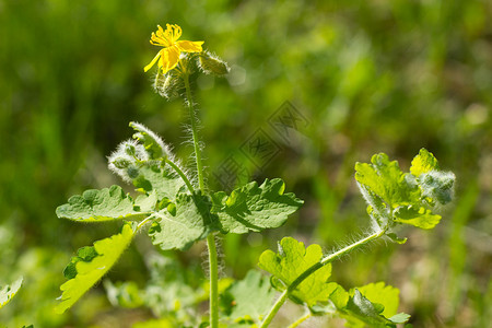 白屈菜花Chelidoniummajus图片