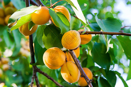 一棵杏树的分支与成熟的果子背景图片