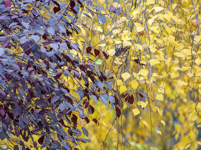 黄红叶全屏秋季摄影速写背景图片