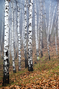 山中雾中的桦树图片