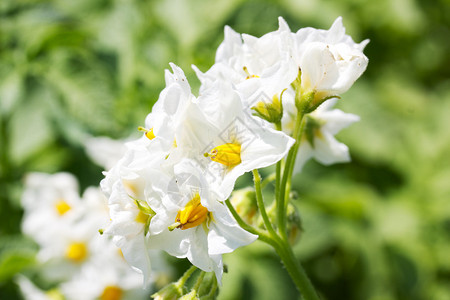 一朵开花的土豆植物的花图片