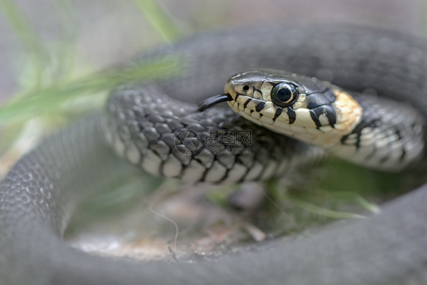 草蛇或Natrixnatrix图片