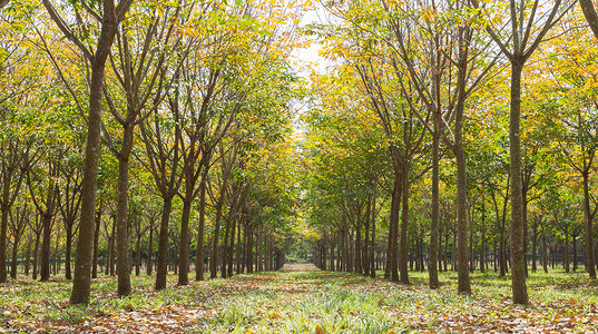 橡胶林背景低角度的橡胶树雨季橡胶林黄绿叶图片