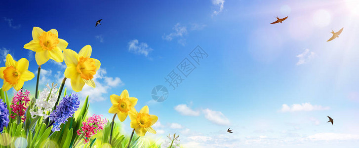 春季复活节班纳与燕子飞翔的新鲜草坪背景图片