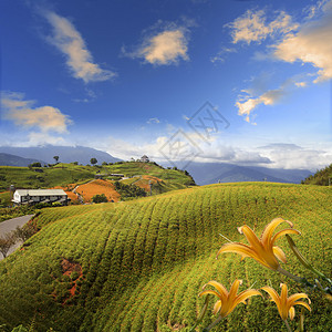 花莲节六十石山的黄花菜背景图片