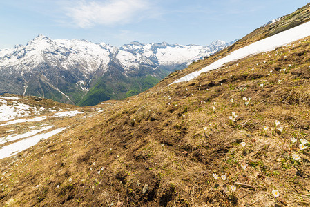 白头翁高山白头翁或高山海葵图片