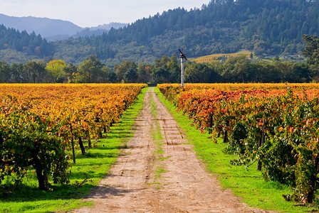 秋天Napa山谷Vineyard之间空图片