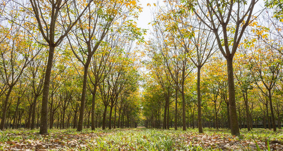 橡胶森林背景中的橡胶树雨季的橡胶林有图片