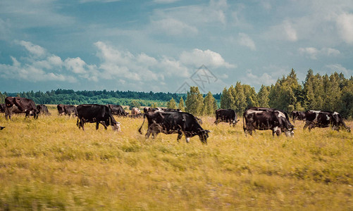 一群牛在秋天的草地上吃草图片