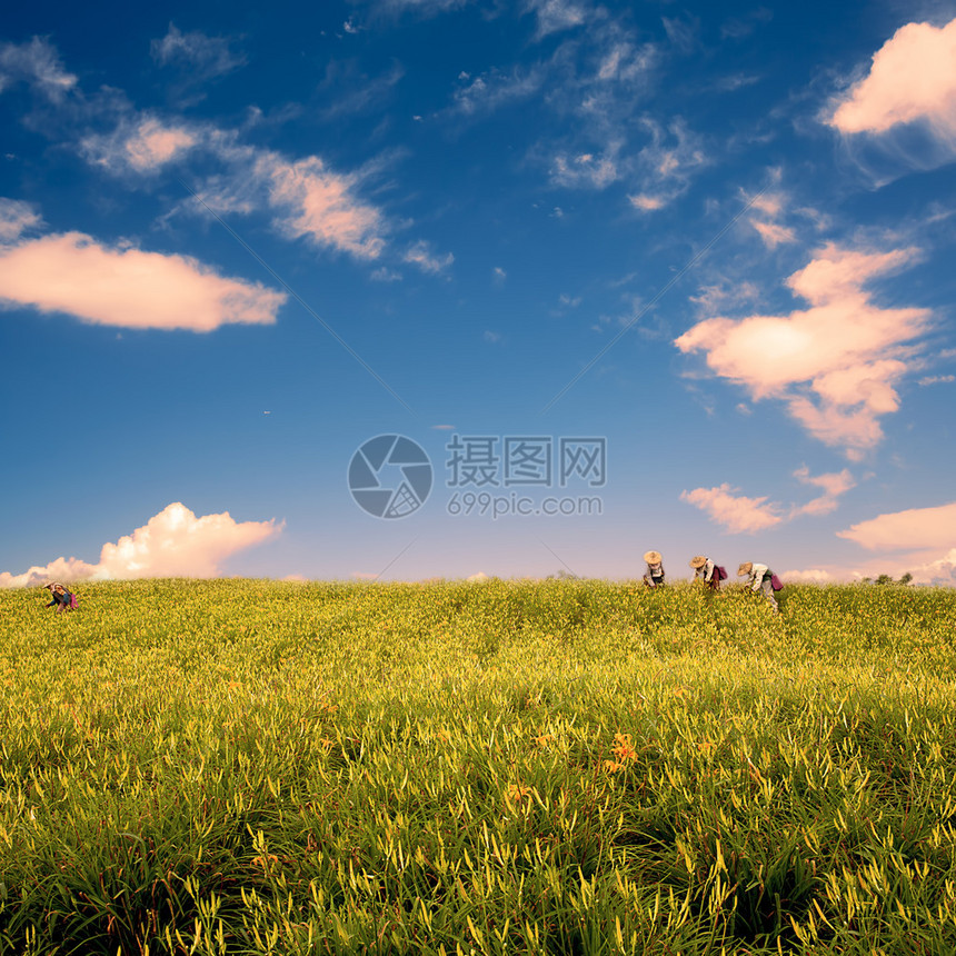 花莲节六十石山的黄花菜图片