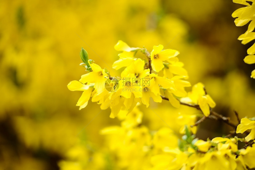 连翘灌木的黄色花朵图片