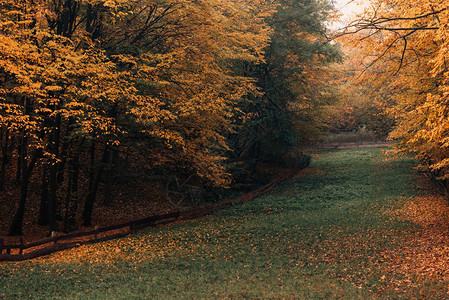 秋林中落黄叶的小路图片