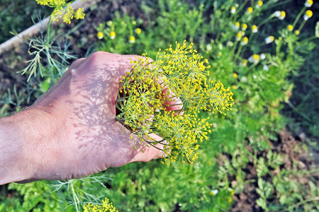 农夫手里握着一朵香料植物花阳光夏日的背景图片