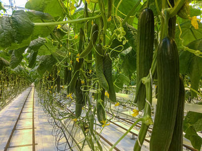 黄瓜农场温室在温室里种植有机黄图片