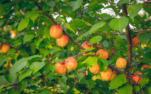 夏天的果园杏树收获成熟的红杏图片