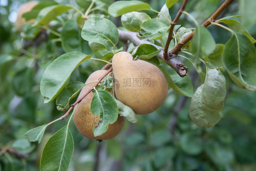 果园树上的美味梨图片