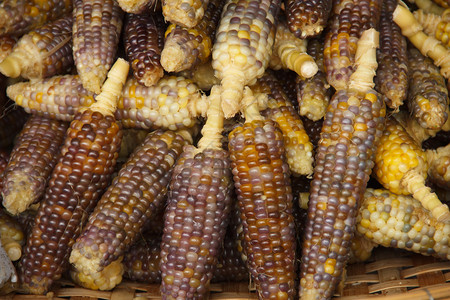 玉米作为人和动物的食物图片