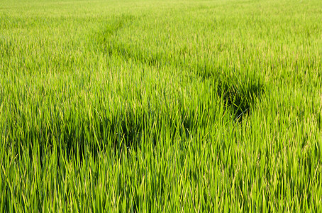 稻田里的小径图片