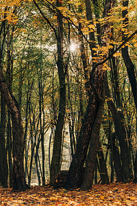 阳光穿过秋季公园的树枝图片