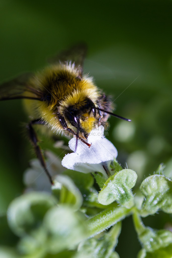 春天在花朵上喂养蜜蜂的宏在其图片