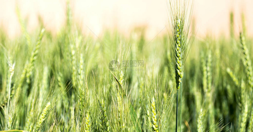 在伊兰种植的农场草地和治愈的绿色天然小图片
