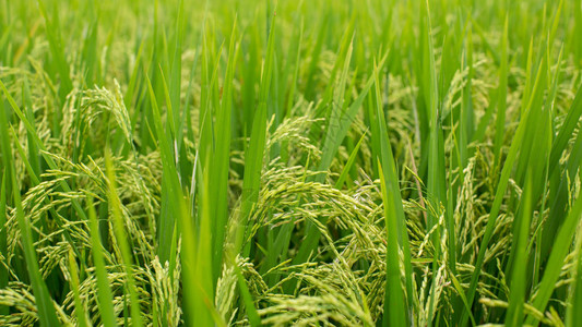 稻田上的绿草晴天的特写图片