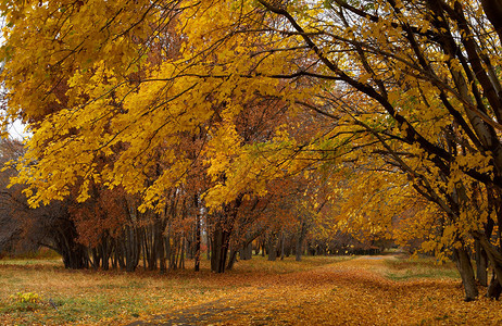 秋季公园的枫树小径图片