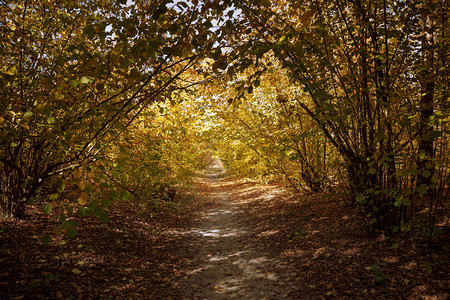 秋季公园白天黄绿叶的树木图片