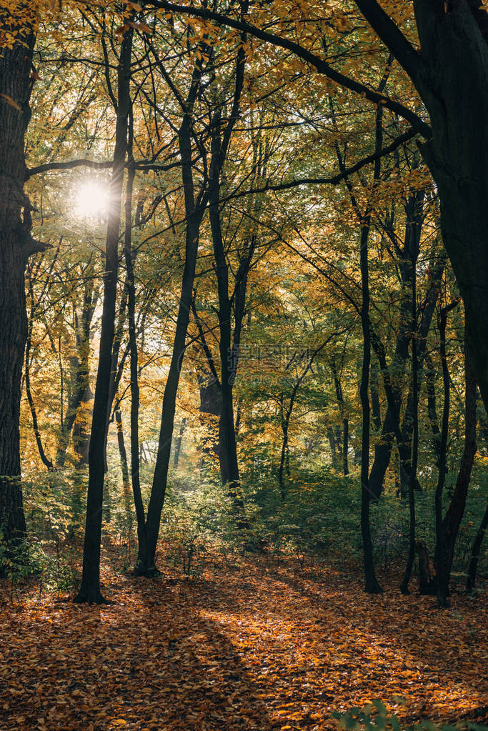 黄色秋天林中的阳光图片