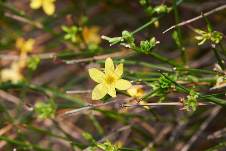 温特茉莉JasminumnudiflorumLindl是本地人图片