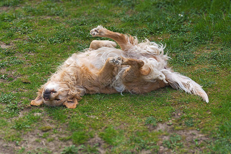一条在绿草丛中打滚的金毛犬图片