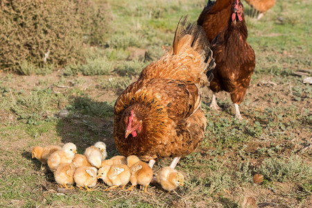 鸡在农场育雏母鸡和小鸡图片