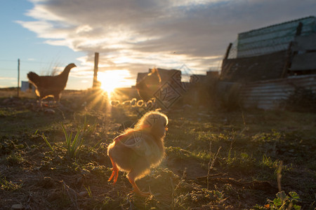 鸡在农场育雏母鸡和小鸡图片