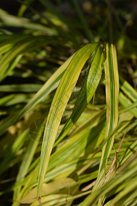 箱根草Aureola拉丁名HakonechloamacraA背景图片